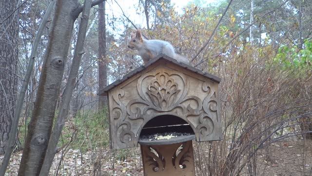 Белочки в Новосибирском зоопарке. В новосиб. зоопарк обязательно надо ходить с орехами для белок!