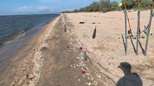 Ловля пеленгаса 2025 Темрюкский районь+ обзор на снасти