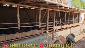 Оддий  куйхона  куриш  томи  йук.  лой  босилга