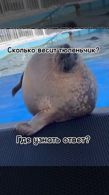 Тюленьчики и их вес❤#рекомендации #пустьзалетит #акти смотреть онлайн