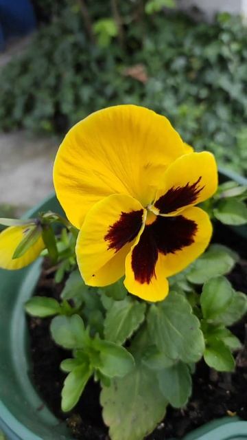 Viola tricolor / Дан и ноћ / Dan i noć смотреть онлайн