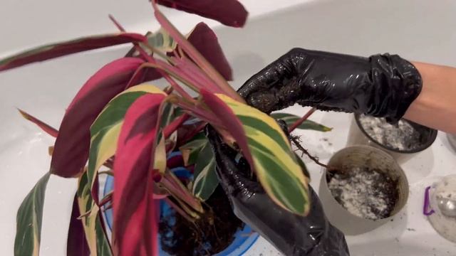 Строманта. Пересадка. Основные правила ухода смотреть онлайн