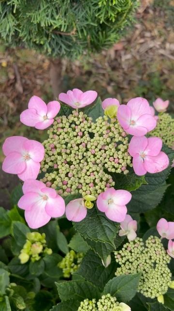HYDRANGEA MACROPHYLLA “BLUE WAVE”. НАЧАЛО ЦВЕТЕНИЯ! #hydrangea #гортензи? смотреть онлайн