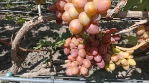 Виноград Абажур: яскравий мускатний смак, ранні термі?