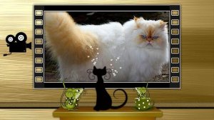 Когда я стану кошкой