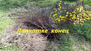 Многолетний куст лапчатки пришел в негодность после 15 лет цветения. #71