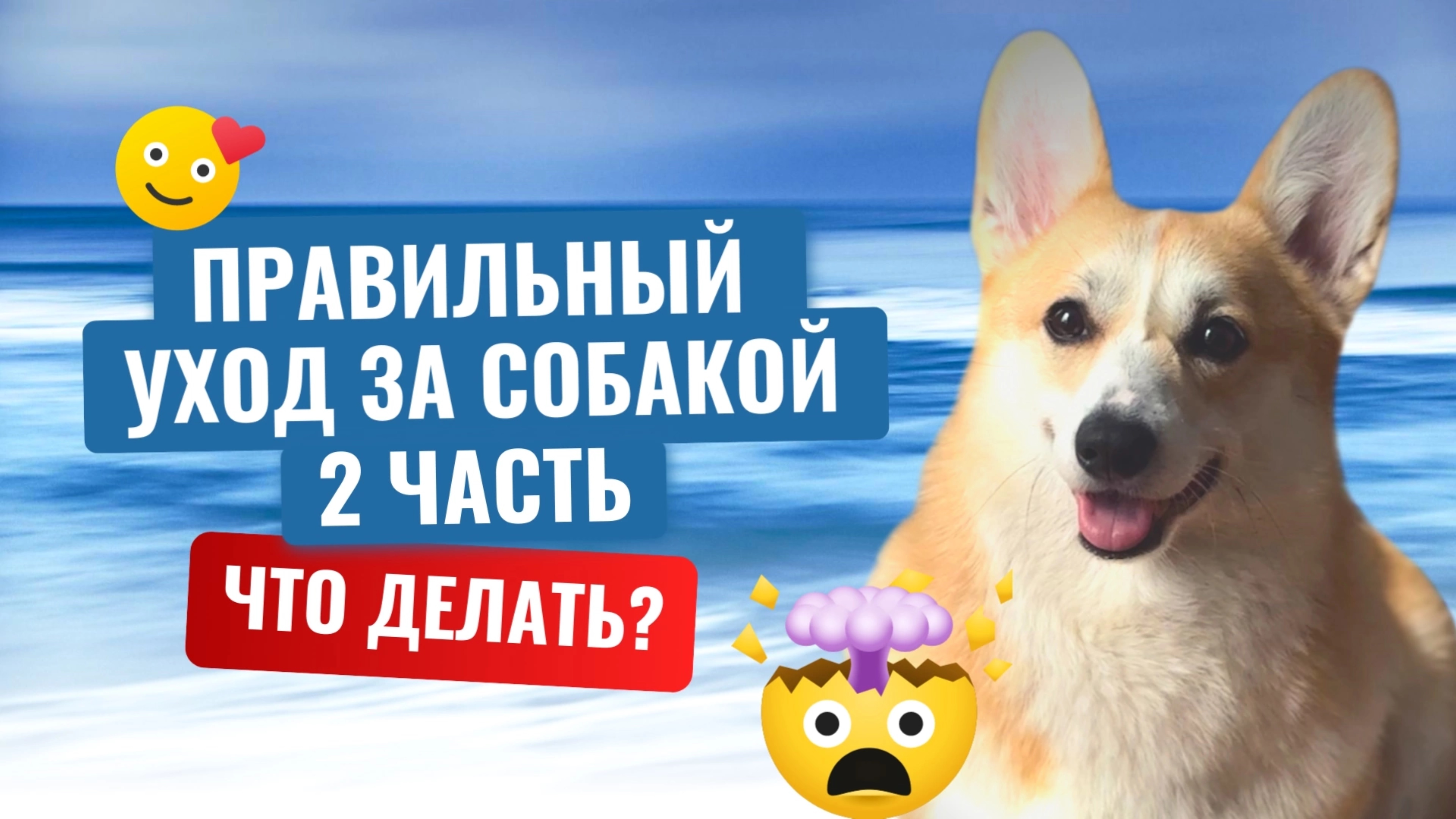 Как правильно ухаживать за собакой. Часть 2