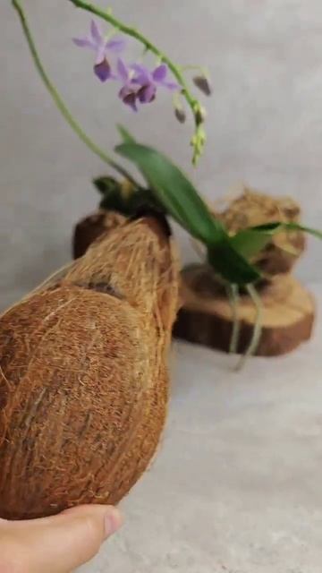 Орхидея в кокосе два года #орхидея #orchid #кокедама #цвет? смотреть онлайн