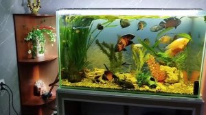Как долго должен гореть свет в аквариуме. Переселения.