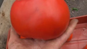 Томат Штраух поразит вас своей урожайностью и красотой. Обзор в теплице и дегустация.