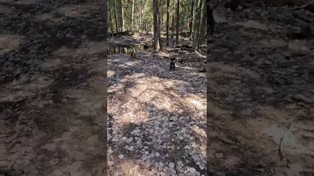 Открыт сезон лесных прогулок!