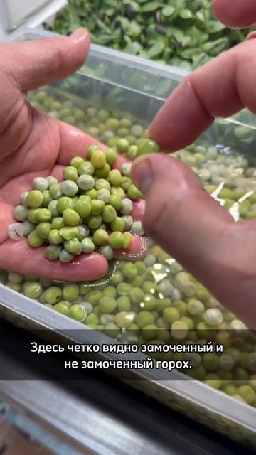 Сколько замачивать горох на микрозелень #микрозелень смотреть онлайн