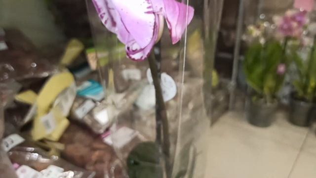 Завоз эксклюзивных орхидей в Сочи и не только. Оптовая смотреть онлайн