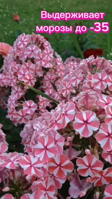 Мой дачный красавец- метельчатый флокс Peppermint Twist #garden смотреть онлайн