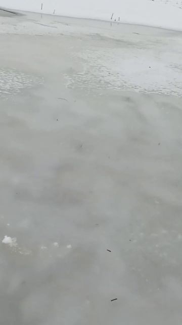 Толщина льда в Латгалии на прудах. 12.02. 2023.