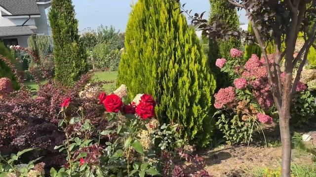 ПРОГУЛКА ПО САДУ в СЕНТЯБРЕ 2024г. Новые хвойные растени смотреть онлайн