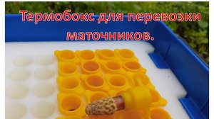 Термобокс для перевозки маточников.