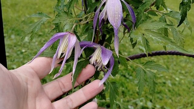 Новый княжик 'Фэй' (Fay) для нашего сада - обзор покупки 11.05.2025 смотреть онлайн