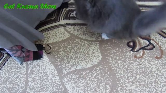 ТАКОГО МЫ НЕ ОЖИДАЛИ! Что выбрал наш кот Кузьма/приколы с животными/Cat Kuzma Show смотреть онлайн