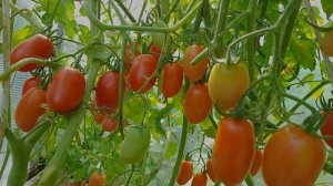 Обзор томатов Джек Пот и Лапочка. 3 ноября заканчиваю т