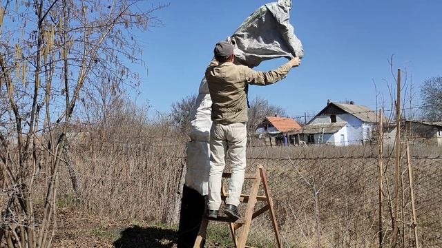 Открытие гранатов после зимы 2024 - 2025 года . смотреть онлайн