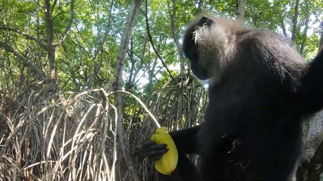 Шри-Ланка Stylish Water