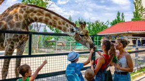 КРЫМ. БЕЛОГОРСК. Парк Львов «Тайган». Часть 2-ая.