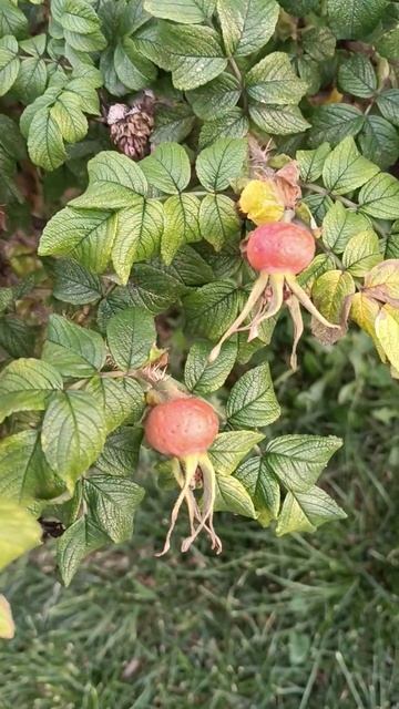 Шиповник краснеет смотреть онлайн