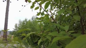 Алтай. Баня. Зашиваем фронтон. Приехали подписчики.