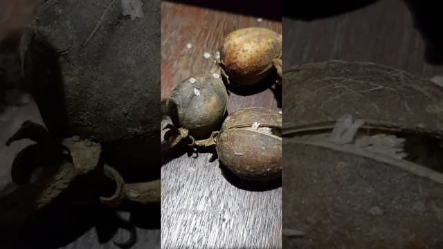 Павлония | Blauglockenbaum Paulownie #plants #растения смотреть онлайн