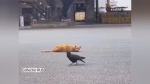 Молниеносная реакция кошек ⚡️