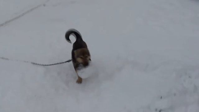 собака не с пустыми зубами. Смешные животные смотреть онлайн