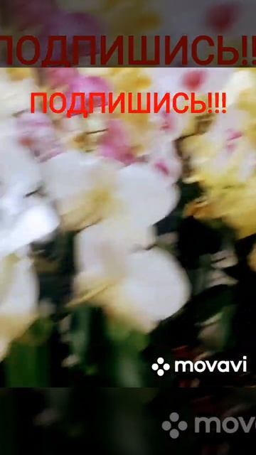 🔴#160#🔴Царство зимнее Орхидеи ..🌸🌸🌸👍💯🎅❤️🌲 смотреть онлайн