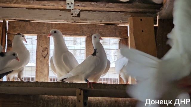 Бакинцы 2025г. Донецк ДНР