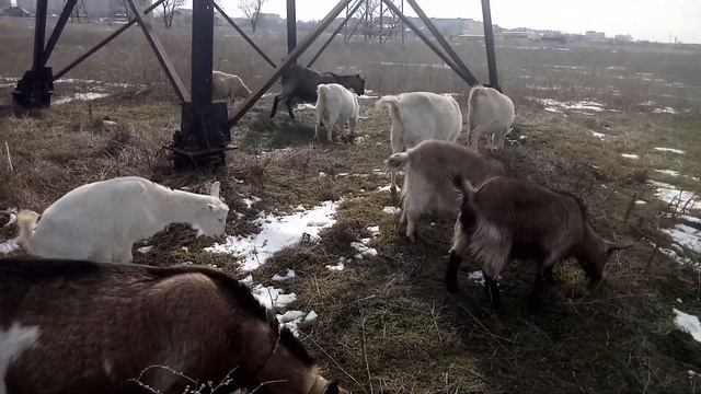 КАК ФОРМИРОВАТЬ СТАДО🤔🙄😏 смотреть онлайн