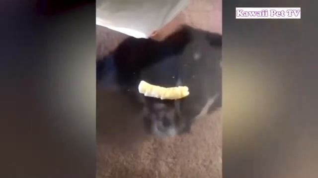 В том числе смешные клипы эп.2 смотреть онлайн