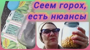 Как сажать горох.  Учитываем нюансы, на будущее.