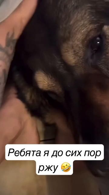 #youtube #сочи #подпишись #песни #сочи2023 #сочисегодня #юмор #смех #собака #shorts #short #тикток смотреть онлайн