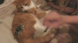 ПРАНКИ НАД КОТОМ / ПРАНКИ НАД КОТАМИ / ПРИКОЛЫ ПРО КОТОВ / ПРИКОЛЫ НАД КОТАМИ / СМЕШНОЙ КОТ