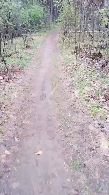 Лес при дожде смотреть онлайн