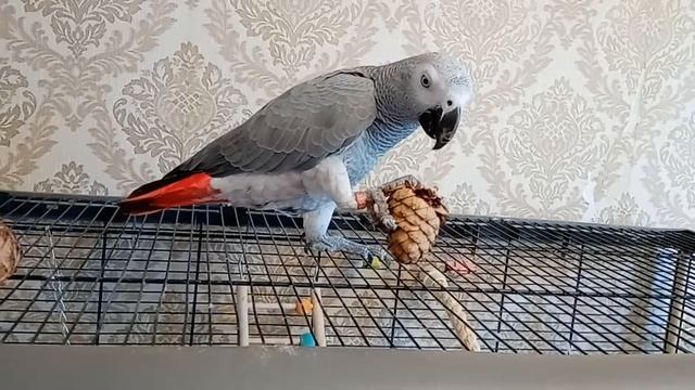 Попугаи и шишки