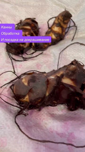 Канны обработка перед посадкой на докрашивание смотреть онлайн