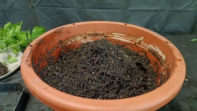 √5 гибискус 113