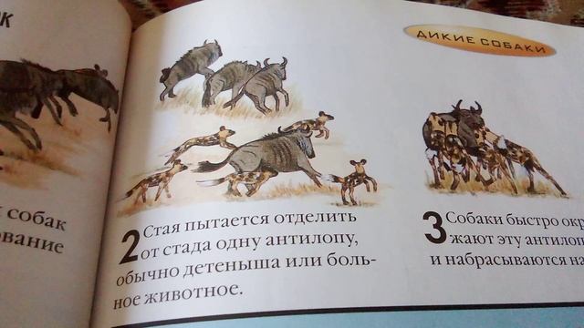 Как охотятся гиеновидные собаки. Очень интересный выпуск.