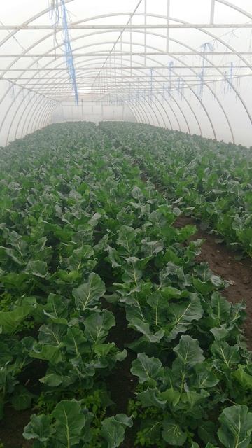 технология выращивания брокколи смотреть онлайн