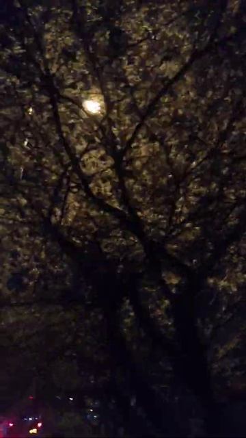 фонарь в листве метро Южная варшавское шоссе смотреть онлайн