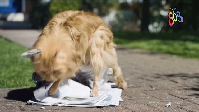 O2 - Be more dog на русском смотреть онлайн