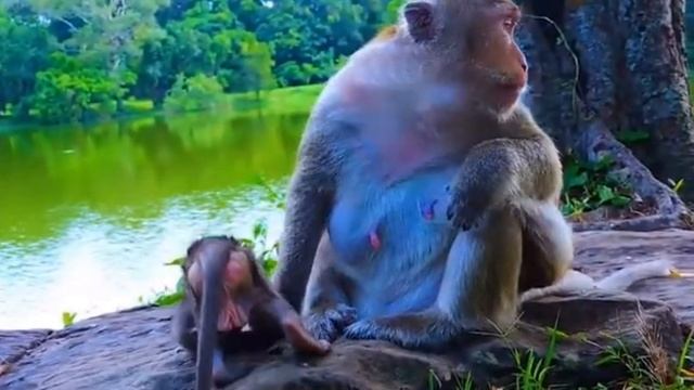 Практическая часть урока для Baby Monkey: "Разнообразная... 1000004614.mp4 смотреть онлайн
