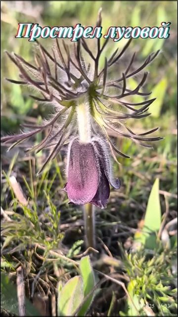 ☘️ Прострел луговой ☘️ сон-трава ☘️ смотреть онлайн
