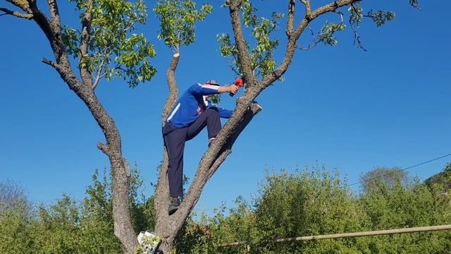 Формировка старой груши(с.Красный-Мак)👍💪🌳 смотреть онлайн